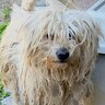 置き去りにされ『ボロボロになっていた犬』が…２ヶ月後のビフォーアフターに涙が止まらないと53万再生「まさにシンデレラストーリー」と感動