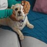 犬に『目ヤニ』が出ているときの絶対NG行為4選　症状を悪化させるお手入れ方法とは
