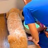 犬がドッグフードに飽きて食べないので『裏ワザを使ってみた』結果…嘘のような展開が28万再生「騙されてるｗ」「信じてて可愛すぎｗｗ」