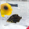 簡単に磯で見つかる＜カゴカキダイ＞　飼育初心者におすすめの理由とは？