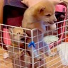 『外に出たい…！』３匹の赤ちゃん犬たちがケージをよじ登り…想定以上だった『脱走を企てる光景』に「順番守るの可愛い」「大変ｗ」と反響