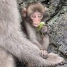 披露山公園のサルの赤ちゃん、名前は｢アヤメ｣に決定