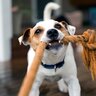犬が大喜びする『遊び方』7選　愛犬をハイテンションにさせるための工夫とは？