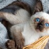 『国を代表する猫種』12選！アメリカ、ヨーロッパ、アジア…世界各国で愛されている純血種たち