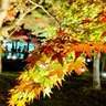 【京都紅葉ライトアップ】夜間特別拝観で紅葉の『東福寺』を堪能！