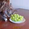 猫には毒になる『危険な食べ物』8選　うっかり誤飲してしまったときの緊急対応マニュアルも