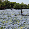 【動画】青く可憐な春の花「ネモフィラ」見頃　長居植物園