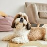 犬にとって『危険な床』の特徴3つ　重度の怪我を招くことも…安全対策までご紹介