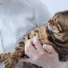 猫が『抱っこが大きらい』になってしまう原因5選　嫌がる子は抱っこの何がダメなの？