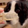 『ヘアクリップをパカパカしてみたら、犬が…』得体のしれないものにビビりまくってしまう光景が19万再生「吹いた」「口角がおもろすぎる」