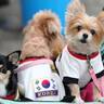 ベビーカーから香典まで　韓国の「ペット愛」は少子化を招く？