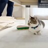 コタツを片付けようとしたら、猫が……笑わずにはいられない『必死すぎる抵抗』が７万再生「しっかり確認してて笑った」「コタツ愛凄い」
