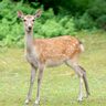 【安田B&G海洋センター付近に出没】新潟県阿賀野市でニホンジカ2頭の目撃情報