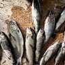 釣り糸『魚に見えないピンクフロロ』でスレた魚を攻略　管理釣り場で実釣検証