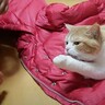 次女の服が好きすぎて絶対にどかない猫…『抵抗の様子』が可愛すぎると悶絶する人続出「うらやましい」「静電気おきそうｗ」