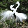 【千葉市若葉区】市街地にある野鳥の楽園「千城台野鳥観察園」