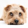 犬が伏せをしたまま尻尾を振るのはなぜ？隠されている5つの心理を徹底解説