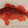 新種記載された魚＜ダイオウカサゴ＞をいつの間にか食べていた話　その巨大カサゴ……新種かも？