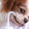 犬が『寝たきり』になってしまう病気4つ　発症する原因や症状、飼い主にできることまで解説