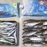 木更津港でのサビキ釣りでアジ・イワシ・サッパがたくさん釣れた！【千葉】朝マヅメに連発