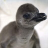 ケープペンギン雛の愛称を募集　四国水族館で今シーズン4羽のペンギンが誕生