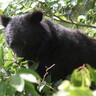 釜石市内でも目撃多数　クマに注意　被害に遭わないための対策を！　環境整備も重要