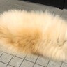 玄関に落ちていた『謎の毛の塊』→可愛すぎる正体に2万2000いいね集まる「犬？猫？」「向きさえ分からんｗ」「ケサランパサラン」と爆笑