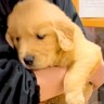 『こんなに小さかった2匹の赤ちゃん犬が…』わずか半年後→完全に大型化した『驚きのビフォーアフター』に「あっという間」「可愛い」の声