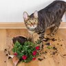 猫が『ペット可』物件で起こしやすいトラブル５つ