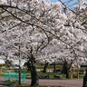 高槻市内唯一！夜桜のライトアップ花見ができる「摂津峡さくら祭り」開催