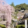 奈良県の桜の名所・お花見スポットおすすめ13選－2024年はどこの桜を見に行く？