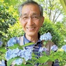 栽培管理　咲かなくても「あせらずに」　鎌倉アジサイ同好会