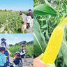 甘い！超高糖度のとうもろこし狩り6/17受付開始（先着30人・完全予約制）収穫後、生でかじれます！（福岡・みやま市）【イベント】