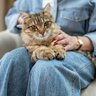 猫が『飼い主を守らなきゃ！』と思っているときの行動・仕草4選　心配してくれるのは私が頼りないから？