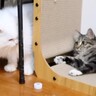 新入り猫のケージを開放して２日目→おっとりした性格の先住猫が、突然…まさかの『予想外の行動』に「相性がバッチリ」「永遠に見てたい」