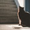 猫を『無視し続ける』のは危険！3つの理由と、起こり得るトラブル