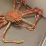 風呂場を占領する巨大なタカアシガニ！1杯丸ごと購入して食べた猛者に話を聞いてみた