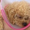 犬を病院で診てもらったら手術になり…胸が痛む『リアルな闘病の記録』が泣けてくると50万再生「気づいたら涙出てた」「頑張ってる姿に感動」