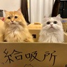 猫好き必須の「給吸所」　精神的な疲労を一気に回復！