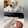 生まれたばかりの孫を預かったら、大型犬が…思った以上に心強い『ボディーガードっぷり』が13万再生「頼りがいある」「優しい」と絶賛