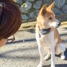 夫婦が『迷子犬』を発見した結果…『保護から飼い主発見まで』の一部始終に賞賛の嵐「対応力がすごすぎる」「お手本にしたい」と77万再生