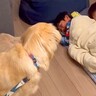 『違うそうじゃない』男の子が『大型犬と一緒に寝たい』と布団を敷いた結果…完全に想定外な展開が22万再生「スイッチ入っちゃったｗ」と爆笑