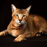 『個性的な特徴を持つ猫種』4種　大きさや被毛のタイプ、顔のかたちなど…ひと口に猫といって千差万別！
