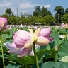 上越市の高田城址公園南堀の「双頭蓮」開花