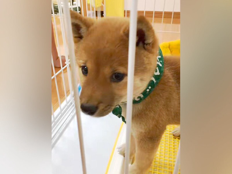 小さくてかわいい豆柴を飼った』と思っていたら…想定を大幅に