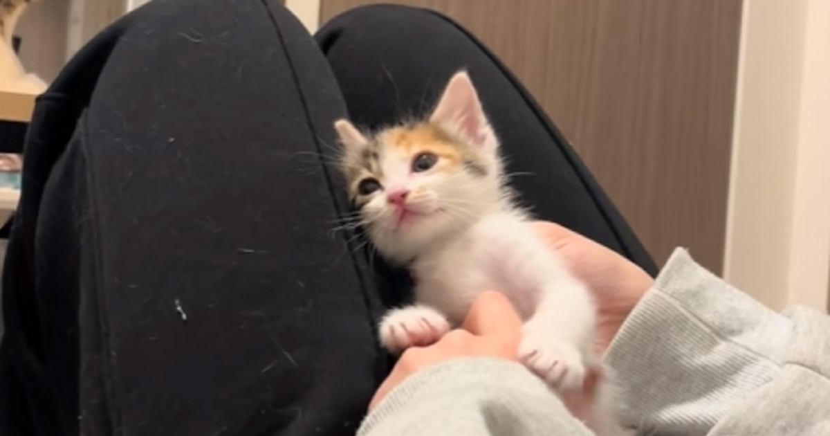 アテッサ新作モデル 膝の上にいる三毛子猫のお腹を撫でていたら…まさかの『天使 イラスト