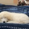 グレート・ピレニーズの子犬、遊んでいたらウトウト！