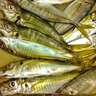 「巨大ゲスト魚のせいでタックルが水没・・」サビキ釣り＆アジングでアジ18匹【三重】