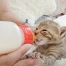 赤ちゃん猫がミルクを飲みすぎた結果…『可愛さ限界突破の光景』が12万3000再生「たまらない」「本当に平和で癒やされる」の声