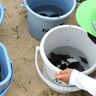 大きく育って、四日市の磯津漁港で保育園児がヒラメの稚魚を放流